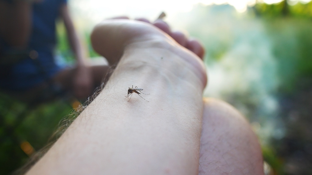 Szúnyogcsapdázás Biatorbágyon: alacsony fogásszám az első mérési körben