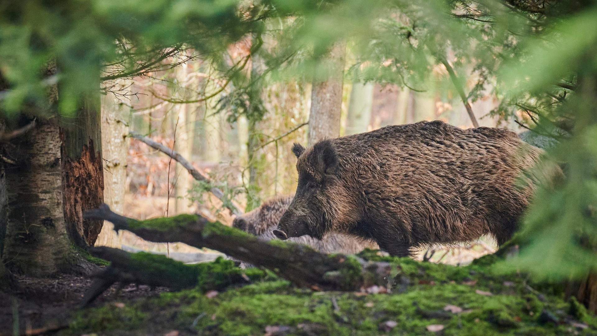 Folytatódik a vaddisznóállomány szabályozása
